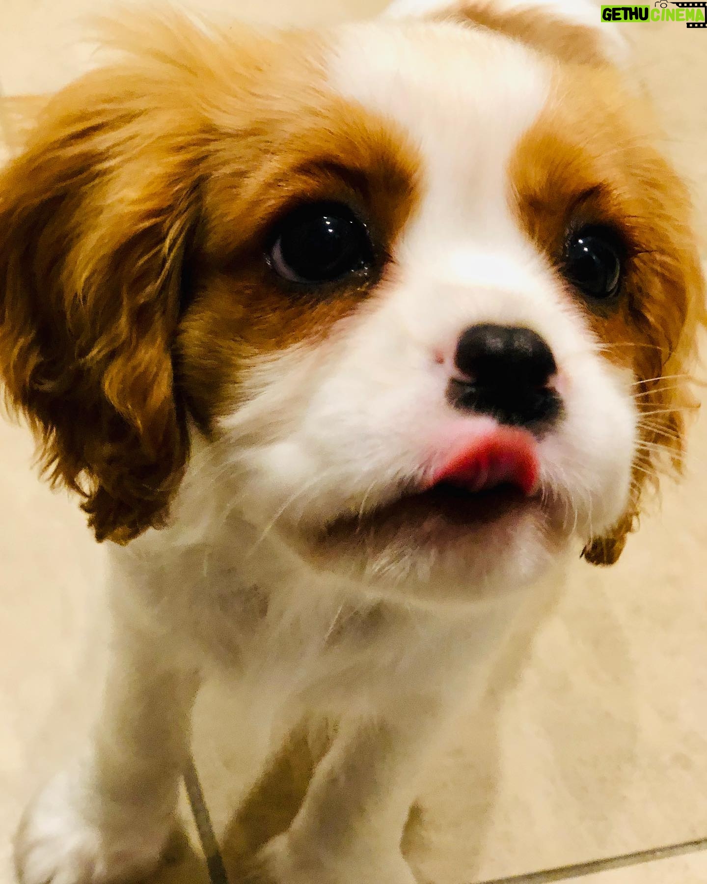 Stef Dawson - 667 Likes - There’s a very good girl 🤍🐶🤍 Apparently it’s international dog day, but I think every day is a celebration of these little furry angels, sent from above to make our lives better! Especially in the hardest times. Missing my beautiful little Millie girl. The one with me in it was when I was packing, she knew I was leaving. The cat is Geoffrey, her bff🤍🐶🤍 #internationaldogday #millie #kingcharlescavalier