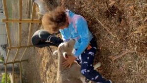Stefan Gordy Instagram - Jazzy and RedMoo’s first week with Papa Foo. @busters_barn