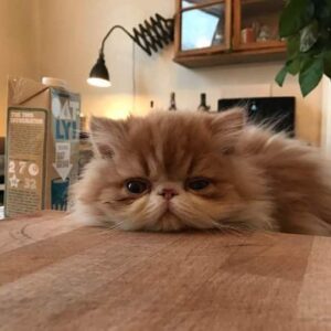 Stefán Karl Stefánsson Instagram - Það er gott að leggja sig á brauðbretti. Our cat loves to place his head on the bread board. My wife has named him Rufus Erasmus XIII. #cats
