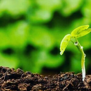 Stefán Karl Stefánsson Instagram - Life #littleplant #seedling #spring