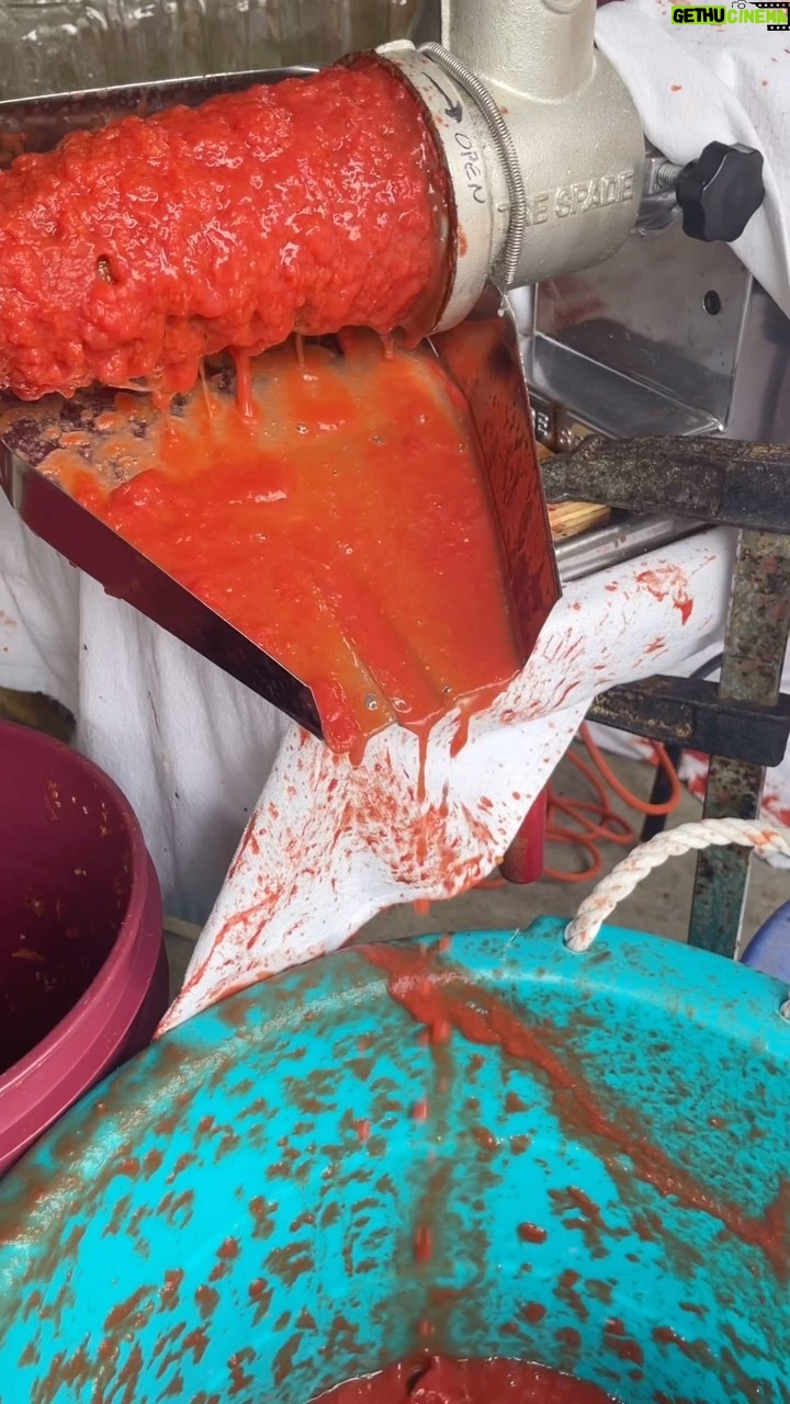 Stella Acquisto - 550 Likes - Cooking a la Layla makes #sugo 🍅. #tomatoes #tomatoseason #cooking #cookingwithkids #cookingwithlayla #cookingwithlaylarose #gigilove #gigi #recipe #tradition #italian