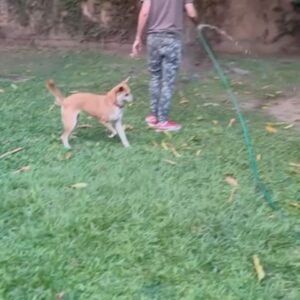 Stephanie Cardone Instagram - RICARDA
Ya ha pasado una semana y su presencia se siente en casa, es verla en su sofá preferido, en la jardinera diminuta tomando sol sin ningún vértigo de estar más cerca del cielo que del suelo, son sus bolas de pelos que aún danzan con el viento en la mitad de la sala, porque como botaba pelo la Ricarda.

La extraño tanto, su forma de abordarme en la mañana cuando sabía que ya me había despertado, cuando saltaba a la cama apenas escuchaba que estaba consintiendo a Gael porque ella también quería ser apurruñada, su rareza de no saber si quería morder o amar… Su mirada, esa mirada incómoda que tanto decía. Awkward Ricarda y su Caraeculpable.

Ella llegó un día a las puertas de nuestros corazones, pérdida, abandonada, con las marcas que deja ser maltratada y por la bondad de un niño de 3 años y el amor que nos hizo sentir tuvimos el honor de disfrutarla por 6 años que nos marcaron para toda la vida.

Solo les puedo decir si un animal llega a ti ¡adóptalo! Créeme que vienen a hacer de tu vida una mucho mejor.