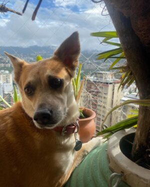 Stephanie Cardone Instagram - RICARDA
Ya ha pasado una semana y su presencia se siente en casa, es verla en su sofá preferido, en la jardinera diminuta tomando sol sin ningún vértigo de estar más cerca del cielo que del suelo, son sus bolas de pelos que aún danzan con el viento en la mitad de la sala, porque como botaba pelo la Ricarda.

La extraño tanto, su forma de abordarme en la mañana cuando sabía que ya me había despertado, cuando saltaba a la cama apenas escuchaba que estaba consintiendo a Gael porque ella también quería ser apurruñada, su rareza de no saber si quería morder o amar… Su mirada, esa mirada incómoda que tanto decía. Awkward Ricarda y su Caraeculpable.

Ella llegó un día a las puertas de nuestros corazones, pérdida, abandonada, con las marcas que deja ser maltratada y por la bondad de un niño de 3 años y el amor que nos hizo sentir tuvimos el honor de disfrutarla por 6 años que nos marcaron para toda la vida.

Solo les puedo decir si un animal llega a ti ¡adóptalo! Créeme que vienen a hacer de tu vida una mucho mejor.