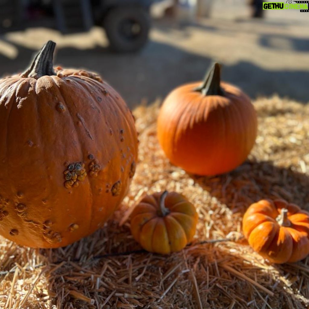 Stephanie Panisello - 1.8K Likes - “Magic is really very simple, all you’ve got to do is want something and then let yourself have it.”
-Aggie Cromwell, (HALLOWEENTOWN)
Happy Halloween! Hope you get to celebrate with a good ole healthy scare! 🎃🧟♀️🍂👻
#halloween #pumpkinpatch #hungry