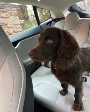 Stephen Colbert Instagram - Benny is ready to go Christmas shopping!