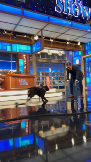 Stephen Colbert Instagram - We’re as excited as Benny that #Colbert returns tonight!