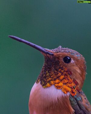 Steve Agee Instagram - Hummingbird in the rain. 
.
.
#sonyalpha #a7rV #hummingbird #rain #90mmmacro
