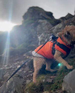 Steve Stamp Instagram - Peanut is 3 years old today. Yes we have matching coats.