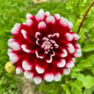Sufjan Stevens Instagram - Dahlia … late bloomer in the garden today

[This is a repost from Sufjan’s tumblr posted by @asthmatickittyrecords]