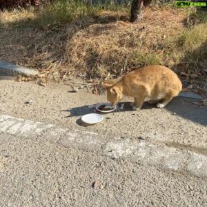 Suh Dong-hyun Instagram - _
안녕 냐옹아🐱
#대부도 #촬영 #2박3일 #고양이주민들 #밥챙겨주기 #전씨네 #제로페이 #서동현