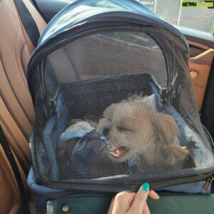 Suh Dong-hyun Instagram - 엣취🐶