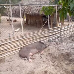 Suh Yun-a Instagram - 🇻🇳 아침산책 🐐🍌