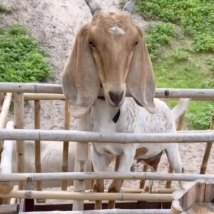 Suh Yun-a Instagram - 🇻🇳 아침산책 🐐🍌