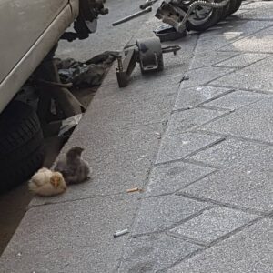 Sultan Köroğlu Kiliç Instagram - İstanbullu vatandaşın doğal yaşama Doğaya özlemi #kafestetavukbeslemek🤣🤣🤣