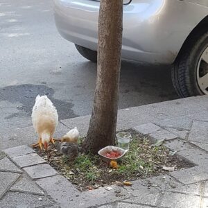 Sultan Köroğlu Kiliç Instagram - İstanbullu vatandaşın doğal yaşama Doğaya özlemi #kafestetavukbeslemek🤣🤣🤣