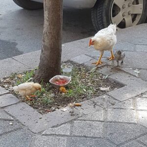 Sultan Köroğlu Kiliç Instagram - İstanbullu vatandaşın doğal yaşama Doğaya özlemi #kafestetavukbeslemek🤣🤣🤣
