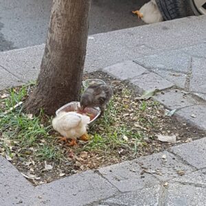 Sultan Köroğlu Kiliç Instagram - İstanbullu vatandaşın doğal yaşama Doğaya özlemi #kafestetavukbeslemek🤣🤣🤣