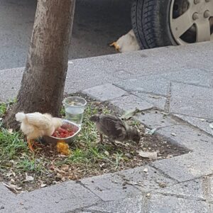 Sultan Köroğlu Kiliç Instagram - İstanbullu vatandaşın doğal yaşama Doğaya özlemi #kafestetavukbeslemek🤣🤣🤣