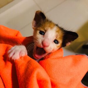 Sumeet Raghvan Instagram - Look...look...we found this little one abandoned in our society premise.. Poor thing.. She is frail and weak but her cuteness quotient is intact.. Hai na? Look at her. 😘😘😘😍😘😍😘😍😘