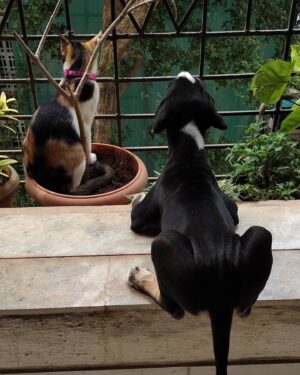 Sumeet Raghvan Instagram - Bird watching 🤣
#Shifu #Mishti 
#Rick is missing in this picture
