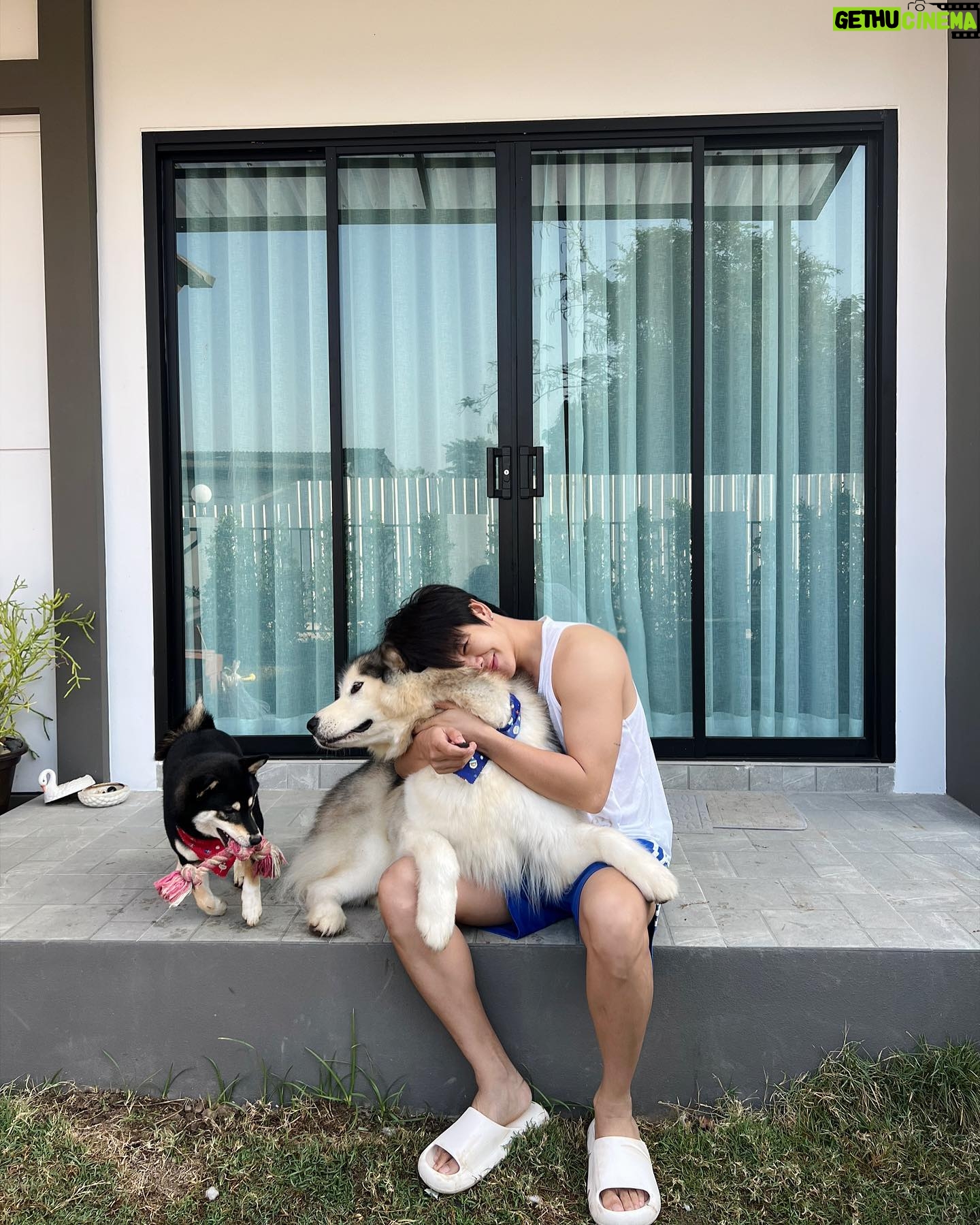 Surawit Ruangyod - 3K Likes - รับไปเลี้ยงสักตัวมั้ยค้าบบ 🐶🦊🐻