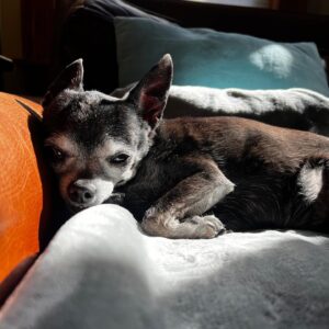 Susie Castillo Instagram - This morning, we said goodbye to our sweet boy, Oscar. He was almost 16 years old and he lived a great life. Traveled more than most people ever get to. The last couple years had their rough moments — his health was failing (congestive heart failure) — but he was a trooper. He always took his medications, even when we could tell he didn’t want to. The vet told us he may live 6-12 more months if everything went well, and this mofo went and  lived 2.5 more years. Like I said, trooper. I always struggled a bit with Oscar because I wanted to smother him with love, but he was nooot into it. He didn’t like too much affection. So it often felt like we had a disconnect. Like our love languages were different. But in the end, I realize that I loved him the way I was meant to love him, and him me. He was a blessing. Despite occasionally being a HUGE pain in the butt (IYKYK). Short version, he liked to yell at us if we didn’t give him what he wanted, and that yelling sound was unlike any sound any dog has ever made. Picture the air in a helium balloon being let out verrrrry slowly lol. It drove me crazy sometimes. And yet right now, going on 11 hours since his passing, I miss it so much it hurts. Oscar, wherever you’re off to, I love you and I miss you, and I hope we meet again ❤️
