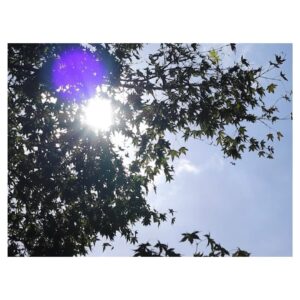 Suzuka Ohgo Instagram - 2023年。思い入れのある、大切な、特別な一年でした😊
ありがとう。来年もよろしゅう😌🌸