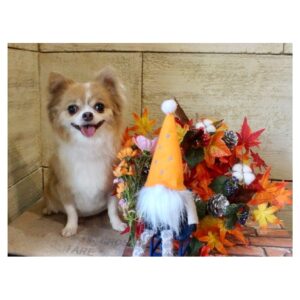 Suzuka Ohgo Instagram - きなこさんトリミングに行きました🍀きなこのお気に入りのサロンです😌
犬も人も怖がりのきなこの、こうしておすわりして笑っている姿がみられるのは本当に貴重😢飼い主は嬉しい😭💕
#chihuahua #kinako #怖がりだけど #実は #猫好き #多分 #自分のこと猫だと思ってる #😇