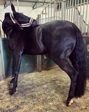 Szonja Oroszlán Instagram - Ez egy egy ilyen nyakatekert business 🤪🐴💙 Nem törtem ki a nyakát, viszont sokkal jobb lett neki 🙏 @mastersonmethod Szeretem a munkám. Làthatólag Halesta js szeret engem. Remélem 😂 @mira.dicso #mastersonmethod #horsetherapy #equinebodywork #scapulawork #funnypose #horsesofinstagram #dressage Köszi a képeket @barbaramuranyi
