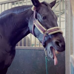Szonja Oroszlán Instagram - Ez egy egy ilyen nyakatekert business 🤪🐴💙 Nem törtem ki a nyakát, viszont sokkal jobb lett neki 🙏 @mastersonmethod Szeretem a munkám. Làthatólag Halesta js szeret engem. Remélem 😂 @mira.dicso #mastersonmethod #horsetherapy #equinebodywork #scapulawork #funnypose #horsesofinstagram #dressage Köszi a képeket @barbaramuranyi