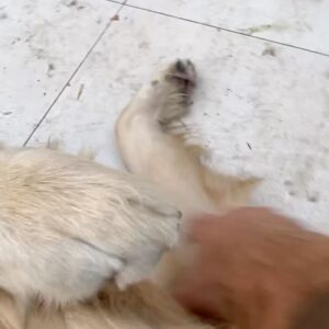 T.J. Lavin Instagram - Some of my favorite times in Argentina were spent w my golden retriever neighbor Leo… My hood was incredible and I really loved it there! Watch @thechallenge tonight!!!! @mtv @bunimmurray