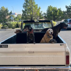 T.J. Lavin Instagram - All the boys making their appearance at @starbuckscactusandsohi  when the weathers nice! #dogsofig #dog #blazer