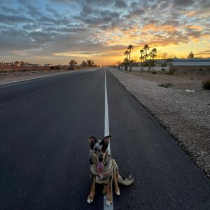 T.J. Lavin Instagram - Charlie girl and the beautiful sunrise. #sunrisegamestrong #aussieshepherd #charlietheaussiegarmanmix