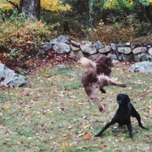 T.R. Knight Instagram - We had to say goodbye to Dingan last week. He was a master herder, an Olympic-worthy jumper, and watched and worried over his siblings ‘cuz they were his world. Thank you for fourteen-and-a-half years of love. I like to imagine you’re now running with your sister Laidan somewhere beautiful filled with elusive chipmunks. Goodbye, li’l bear, we love you.