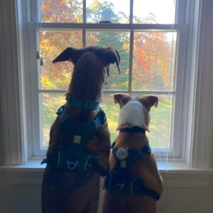 T.R. Knight Instagram - One year ago today, we adopted a frightened puppy found living under a car. We named her Loblolly- after the pine trees that grow by my husband’s childhood home. In a year full of change, it’s been humbling to watch her trust grow and her goofy brightness shine.