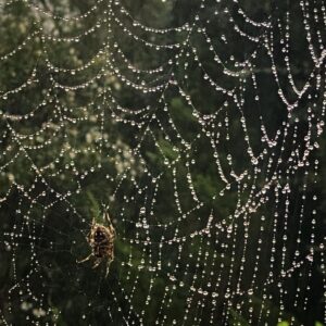 T.R. Knight Instagram - In our backyard, even the rain is getting into the Hallowe’en spirit.
