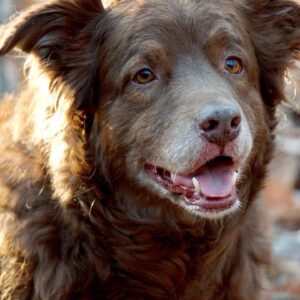 T.R. Knight Instagram - We had to say goodbye to Dingan last week. He was a master herder, an Olympic-worthy jumper, and watched and worried over his siblings ‘cuz they were his world. Thank you for fourteen-and-a-half years of love. I like to imagine you’re now running with your sister Laidan somewhere beautiful filled with elusive chipmunks. Goodbye, li’l bear, we love you.