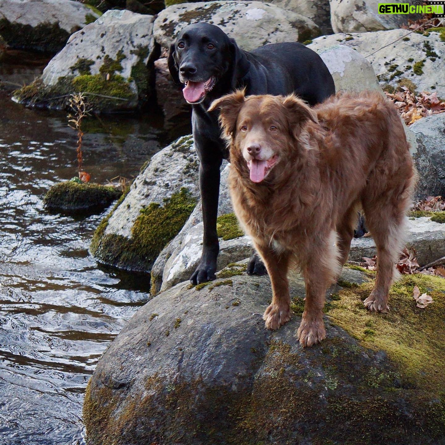 T.R. Knight - 49.6K Likes - We had to say goodbye to Dingan last week. He was a master herder, an Olympic-worthy jumper, and watched and worried over his siblings ‘cuz they were his world. Thank you for fourteen-and-a-half years of love. I like to imagine you’re now running with your sister Laidan somewhere beautiful filled with elusive chipmunks. Goodbye, li’l bear, we love you.