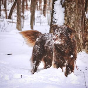 T.R. Knight Instagram - We had to say goodbye to Dingan last week. He was a master herder, an Olympic-worthy jumper, and watched and worried over his siblings ‘cuz they were his world. Thank you for fourteen-and-a-half years of love. I like to imagine you’re now running with your sister Laidan somewhere beautiful filled with elusive chipmunks. Goodbye, li’l bear, we love you.