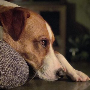 T.R. Knight Instagram - A contemplative canine.