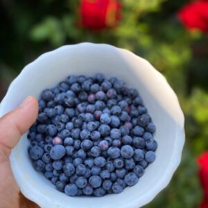 T.R. Knight Instagram - Garden blueberries ready to detour into a pie before their final destination.