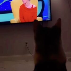 Tamara Aleksić Instagram - Desa, the cat. <3
Hvala Desinoj Kseniji na ovom snimku 🌻