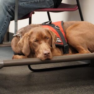 Tammy Baldwin Instagram - What a treat to visit with @patriotk9sofwisconsin and meet these dogs who are helping our veterans win the war against suicide, depression, and anxiety by empowering them with a service dog. Thank you to all the trainers who are working to connect our veterans with these incredible service dogs.