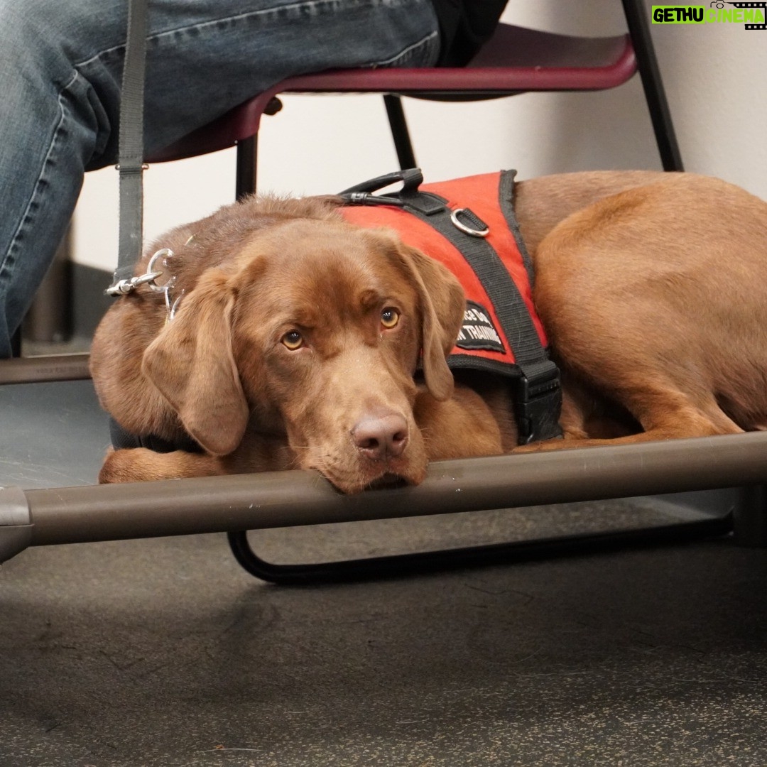Tammy Baldwin - 261 Likes - What a treat to visit with @patriotk9sofwisconsin and meet these dogs who are helping our veterans win the war against suicide, depression, and anxiety by empowering them with a service dog. Thank you to all the trainers who are working to connect our veterans with these incredible service dogs.