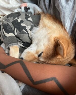 Tania Larsson Instagram - I‘m so thankful to my love @razellebenally for being such an amazing partner especially these past two weeks when our puppy Phezuta (Pay-Ju-Ta) was attacked.
We had to urgently drive her 2 hours away to the closest veterinary clinic for her to be stabilize and get surgery. Razelle was so strong when we had to wash Phezuta’s wounds every day after surgery. We are so thankful to @ataumbimetals and Joel for hosting us while we nursed her back to health. She completely felt at home!
Thank you @katecrowley for your reassuring words as we waited for the vet to tell us she made it through surgery. Thank you to everyone who kept her in your prayers and sent us comforting messages ❤️
She just got her stitches removed and no longer needs a cone or a onesie to prevent her from licking her wounds!
It was a very scary time and we are so happy she is still with us as she has become a full member of our family.