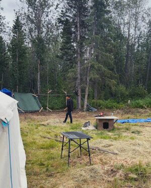 Tania Larsson Instagram - Had a wonderful week at the Mouse Camp outside of Fort Simpson tanning hides.

Qillu fleshed her hide with baby on her back sleeping soundly.
We helped Erin lace a large moosehide on a frame, and let it dry in the sun to be ready for scraping.
Ikajuut enjoying the shade in the bug tent.
Ethel’s hide all softened laced up on a frame blessed by a dragonfly.
Cathy scraping the water out of her hide so she can twist it.
Baby Ikajuut sleeping in his swing while Qillulaaq and Celine scrape her moosehide hide.
Earl monitoring camp after a bear stopped by to check it out.
Enjoying the sunset after a long hot day working on hides.

#moosehidetanning #denenahjo #liidliikuefirstnations