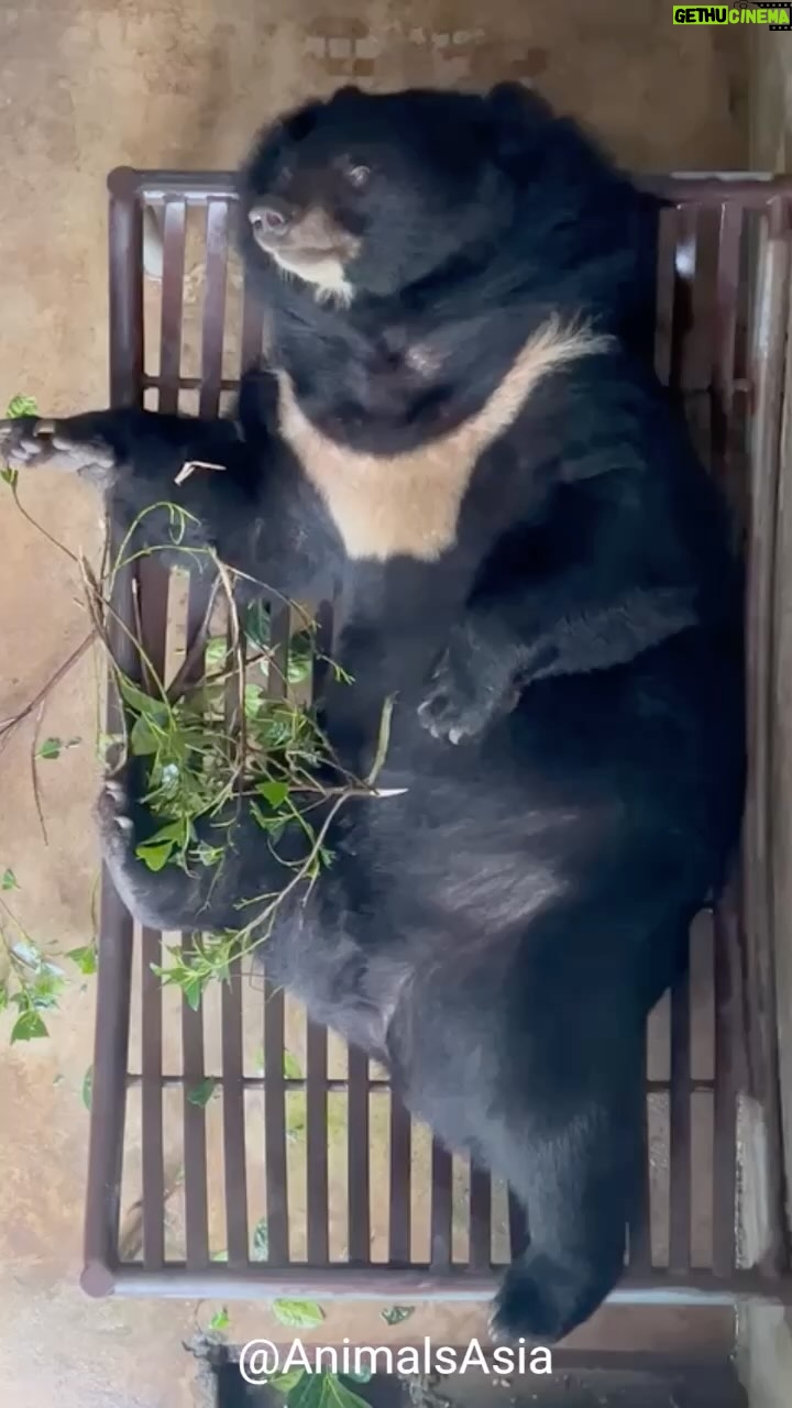 Tara Buck - 330 Likes - Today is a great day to shine a light on one of my absolute favorite organizations. @animalsasia has changed the lives of countless bears who have suffered from the cruel practice of bear bile farming. They have been educating and fighting for the ethical treatment of animals for almost 25 years now. They rely on the generosity of donors to keep their sanctuaries open and these deserving bears cared for and nurtured for life. If you are looking for a deserving cause to get behind this is one that truly makes a difference.
#givingtuesday #moonbears #animalsanctuary #animalsasia
