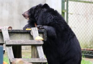Tara Buck Instagram - If, like me, you believe that every bear still trapped on Vietnam’s bile farms deserve a safe and loving home, please sign the Moon Bear Pledge, and ask your friends to sign too!  You can be a part of the incredible work @animalsasia is doing. 

Bears on bile farms are kept in tiny cages and have bile cruelty extracted from their gallbladder repeatedly over decades.  The more names on this pledge, the louder the message: it’s time to end bear bile farming in Vietnam.  Bear bile farming has no place in the modern world.  Please help Animals Asia rescue every last bear still trapped on a farm and add your name to this pledge. 👇👇

http://bit.ly/moonbear-pledge 

#nobearleftbehind #animalsasia #moonbearpledge