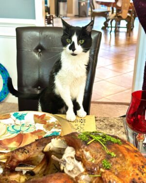 Tara Setmayer Instagram - So much to be thankful for!!
The first Thanksgiving in our new house! 🦃 
As always, we had a blast. 

Mom got her groove on. She’s the best! 
My husband is hilarious & took his infamous “Mac & Cheese dance” to another level. 
@tarastikicat had his seat at the table as always. 🐱 
And dinner was a success! 
Wishing everyone a Happy & Blessed Thanksgiving!!!