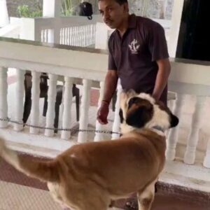 Tassnim Sheikh Instagram - Update on St Bernard Simba
Location Pratiksha Farm 

Following The Video Shared By Reporter Radhika Pradhan, 
Animal Activists @xavierbernardsantiago and Ritesh Mehrol From Thane on Behalf of PAL Foundation Went to Visit the Resort at Bhivpuri 

They immediately Called Upon 2 Veterinary Doctors on Site for a Thorough Examination of Simba 
Dr. Babasaheb Gudade ( The Heritage Veterinary Hospital Neral ) and Livestock Development Officer ( Government of Maharashtra) Mr Kishor Sargar 

Simba Showed No Signs of Fever as His Temperature Was 100.8 Which is Below Normal for a Large Breed Dog 

His Blood Samples Have Been Collected For LFT, RFT, CBC and Sugar 
His Heart Rate Was Monitored at 80/BPM 
His Mucos Membrane Found Pink 
Eyes and Skin Were found to have No Infection 

On 26th April same day of the incident recorded by our reporter. Sagar Shelke who was travelling with family to celebrate his birthday was unaware of the mishandling by his care taker and has been Apologetic since he has known of this incident through the video which went viral he also took full responsibility  of his care takers actions and gave us assurance that such a horrendours mistake shall never in future be repeated as Simbas has been with him since he was a puppy

Also On My instruction Xavier Santiago Took Mr. Shelke to Neral Police Station Requested For an Investigative Probe a formal Complaint Was Lodged, Sagar’s Statement was also Recorded along with a letter of apology on negligence I also  Spoke personally to Incharge of Neral Police Station 

Thank You Xavier Santiago For Immediate Action and Helping Our Voiceless Angels

Regards 
@sudhirkudalkar